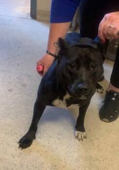 Roxy -  Mixed Breed Dog for Adoption in Albany, Georgia - Roxy | PetCurious