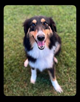Roscoe -  Collie and Australian Shepherd Dog for Adoption in Lucedale, Mississippi - Roscoe | PetCurious