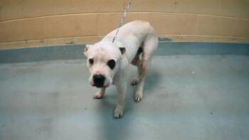 Pit Bull Terrier and Mixed Breed Dogs Available for Adoption in Tulsa, Oklahoma - SOLO | PetCurious