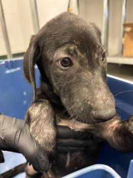 RADISH -  Labrador Retriever and Mixed Breed Dog for Adoption in Corpus Christi, Texas - RADISH | PetCurious