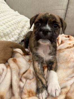 Malti Poo and Bulldog Dogs Available for Adoption - Biscuit  | PetCurious