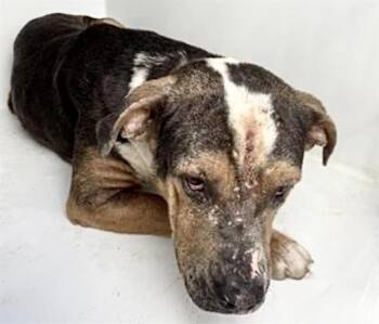 Pit Bull Terrier and Mixed Breed Dogs Available for Adoption - A651813 | PetCurious