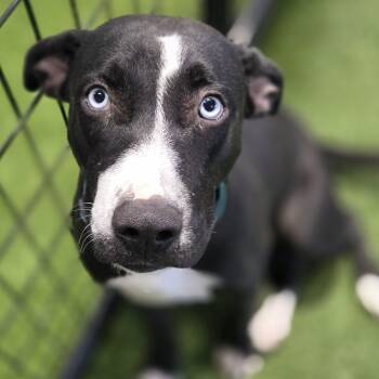 Blue Sapphire -  Mixed Breed Dog for Adoption in Racine, Wisconsin - Blue Sapphire | PetCurious