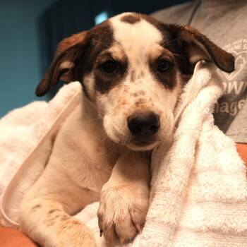 Cueball -  Beagle and Shepherd Dog for Adoption in Allentown, Pennsylvania - Cueball | PetCurious
