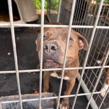 Pit Bull Terrier Dogs Available for Adoption in Evensville, Tennessee - Harry | PetCurious