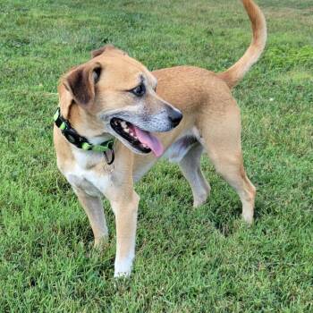 Milano -  Border Terrier and Pug Dog for Adoption in La Grange, Kentucky - Milano | PetCurious