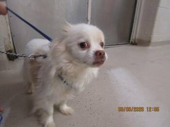 Pomeranian Dogs Available for Adoption in Marietta, Georgia - Butterscotch(322) | PetCurious