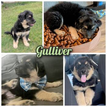Great Pyrenees and Shepherd Dogs Available for Adoption in Bastrop, Texas - Gulliver  | PetCurious