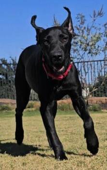 Rescue Great Dane Dogs for Adoption in Larkspur, Colorado - Olive | PetCurious