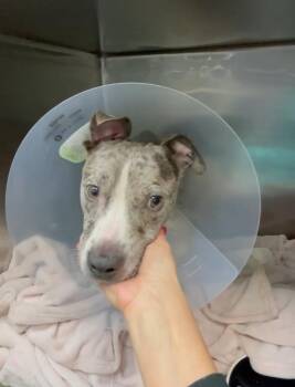 Mixed Breed Dogs Available for Adoption in New York, New York - Owl | PetCurious