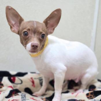 Bambi - Costa Mesa Location -  Chihuahua Dog for Adoption in Chino Hills, California - Bambi - Costa Mesa Location | PetCurious