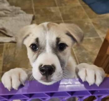 Jack Russell Terrier and Husky Dogs Available for Adoption - Swiss The Terrier Mix  | PetCurious