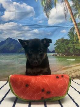 Heatwave -  Shepherd and Mixed Breed Dog for Adoption in San Antonio, Texas - Heatwave | PetCurious