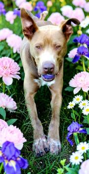 Ajax -  Pit Bull Terrier and Greyhound Dog for Adoption in Ventura, California - Ajax | PetCurious