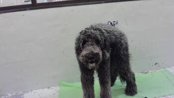DUTCH -  Poodle and Shetland Sheepdog Sheltie Dog for Adoption in Houston, Texas - DUTCH | PetCurious