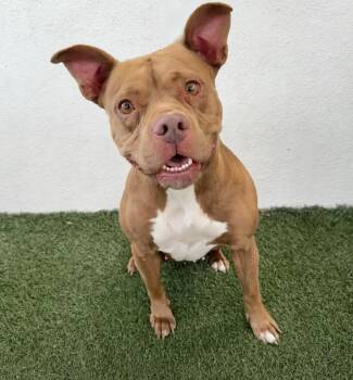 Rescue Mixed Breed Dogs for Adoption in Los Angeles, California - Kiwi | PetCurious