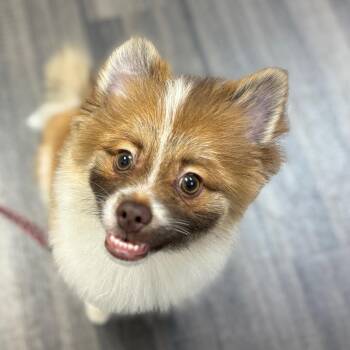 Jojo -  Pomeranian Dog for Adoption in Sarasota, Florida - Jojo | PetCurious