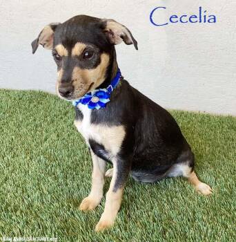 Rescue Chiweenie Dogs for Adoption in San Diego, California - Cecelia | PetCurious