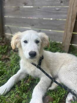 Quizzel -  Great Pyrenees Dog for Adoption in Spring, Texas - Quizzel | PetCurious
