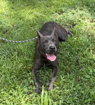 Manos -  American Bully Dog for Adoption in Maidens, Virginia - Manos | PetCurious