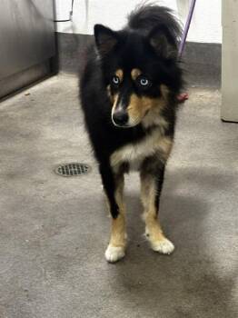 RAE -  Husky and Mixed Breed Dog for Adoption - RAE | PetCurious