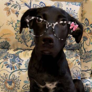 Holli -  Black Labrador Retriever Dog for Adoption in Houston, Texas - Holli | PetCurious