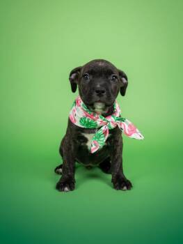 Bourbon-ADOPT Me -  Pit Bull Terrier Dog for Adoption in Redondo Beach, California - Bourbon-ADOPT Me | PetCurious