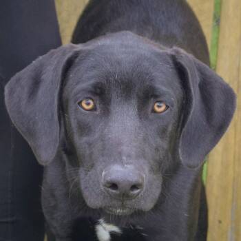 Black Labrador Retriever and Weimaraner Dogs Available for Adoption in Huntley, Illinois - Astro | PetCurious