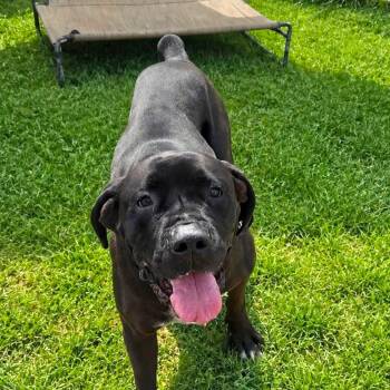 Onyx -  Cane Corso Dog for Adoption in Warren, Ohio - Onyx | PetCurious