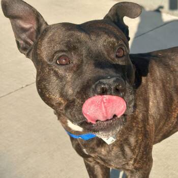 Pit Bull Terrier Dogs Available for Adoption in Matteson, Illinois - Ace | PetCurious