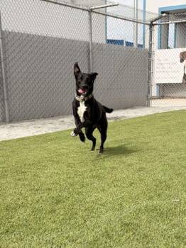 Carly -  Shepherd and Mixed Breed Dog for Adoption in Fresno, California - Carly | PetCurious