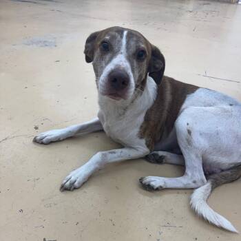Charlie -  Mixed Breed Dog for Adoption in Parrish, Alabama - Charlie | PetCurious