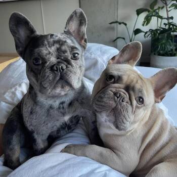 French Bulldog Dogs Available for Adoption in San Diego, California - Lilly & Zoe | PetCurious