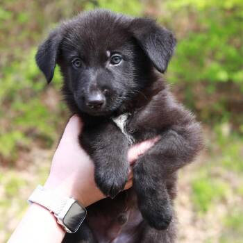 Shepherd and Mixed Breed Dogs Available for Adoption in Stormville, New York - CT Arches Avail May 16 (Tractor Supply- Putnam, CT) | PetCurious
