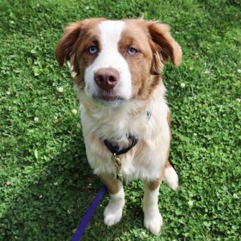 Ginger -  Shepherd Dog Available for Adoption in Briarcliff Manor, New York - Ginger | PetCurious