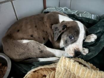 Vet Tech -  Mixed Breed Dog for Adoption in Nashville, Tennessee - Vet Tech | PetCurious