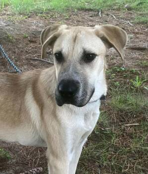 Stephanie -  Labrador Retriever Dog for Adoption in Springfield, Illinois - Stephanie | PetCurious