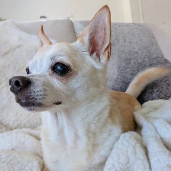 Rescue Chihuahua Dogs for Adoption in Pacific Grove, California - Chucky | PetCurious