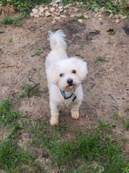 Lilie -  Bichon Frise Dog for Adoption in Alafaya, Florida - Lilie | PetCurious