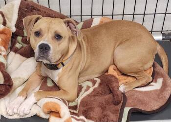 Rescue Pit Bull Terrier Dogs for Adoption in Momence, Illinois - Sunshine | PetCurious