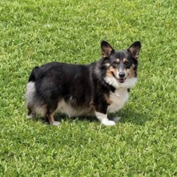 Blue -  Corgi Dog for Adoption in Baton Rouge, Louisiana - Blue | PetCurious
