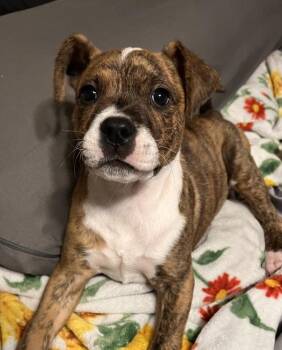 Ophelia -  Mixed Breed Dog for Adoption in Mobile, Alabama - Ophelia | PetCurious