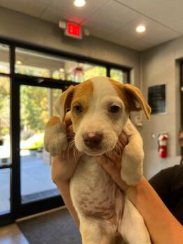 Rescue Pit Bull Terrier Dogs for Adoption in Henderson, North Carolina - Ghoulia | PetCurious