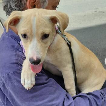 Chihuahua and Yellow Labrador Retriever Dogs Available for Adoption - Isabella | PetCurious
