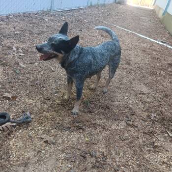Kylie -  Australian Cattle Dog Blue Heeler Dog for Adoption in North Little Rock, Arkansas - Kylie | PetCurious