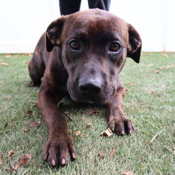 Mindy -  Mixed Breed Dog for Adoption in Saint Charles, Missouri - Mindy | PetCurious