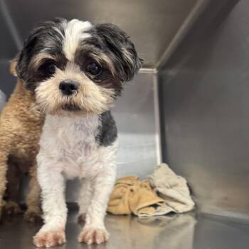 Rescue Shih Tzu Dogs for Adoption in Northbrook, Illinois - Brianna | PetCurious