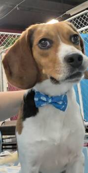 Elmer -  Beagle Dog for Adoption in Crystal Lake, Illinois - Elmer | PetCurious