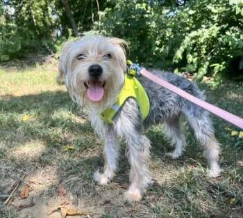 Rescue Terrier Dogs for Adoption in Annapolis, Maryland - Page | PetCurious
