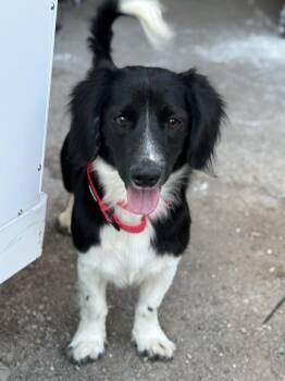Barnaby -  Corgi and English Springer Spaniel Dog for Adoption in Tucson, Arizona - Barnaby | PetCurious